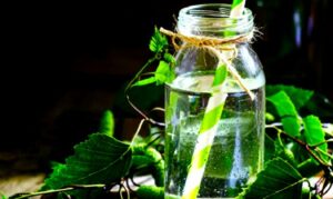 Березовий сік збирається у пластикову пляшку, підвішену на дереві — традиційний спосіб збору весняного напою