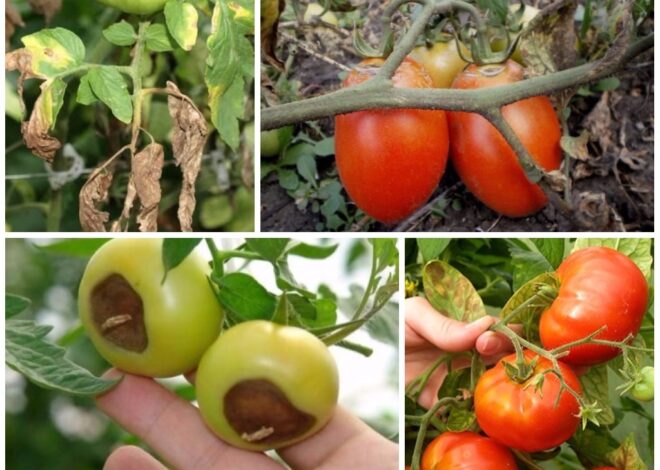 Болезни помидоров: как распознать и спасти урожай