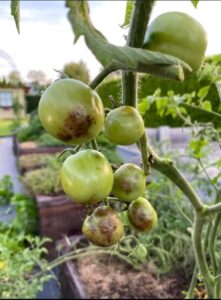 Хвороби помідорів — бурі плями та ознаки фітофторозу