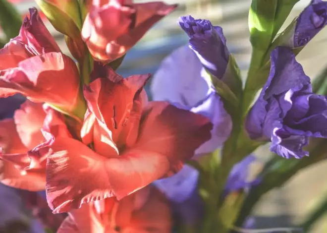 Гладиолусы: когда сажать, как ухаживать и сохранить красоту в саду