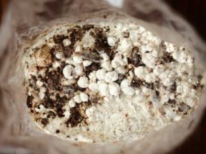 Компост для вирощування шампіньйонів: темна суміш із соломи і відходів, підготовлена для грибного культивування