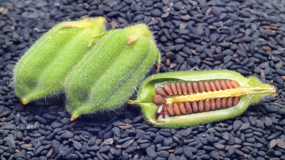 Кунжут: користь, склад, застосування та протипоказання