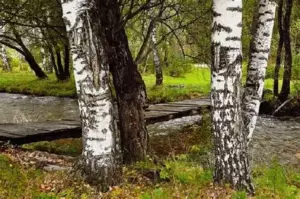 Склянка свіжого березового соку на столі поруч із гілочкою берези — символ натуральності та весняного пробудження