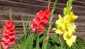 Коли гладіолуси цвітуть: яскраві шпильки квітів гладіолусів серед зеленого листя в саду