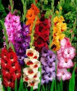 Квітучі гладіолуси з бутонами різних відтінків на тлі саду — красива композиція для клумби