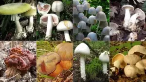 Корзина з різними грибами: поруч їстівні та можливі отруйні види — нагадування про обережність при збиранні