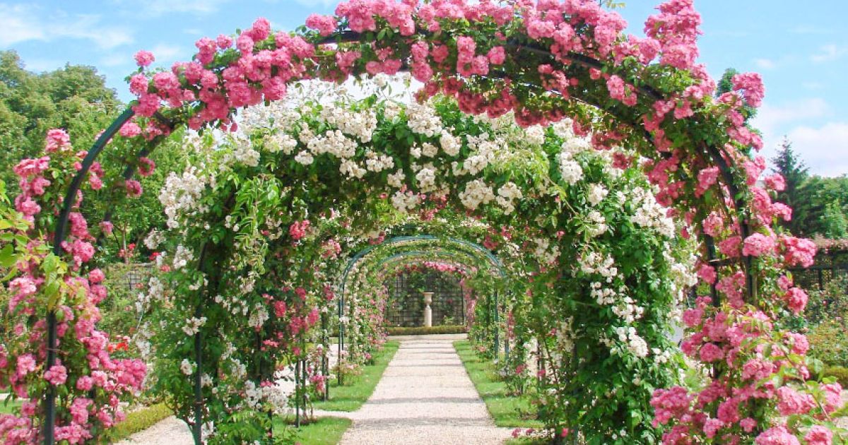 Плетистая роза: секреты выращивания, ухода и вдохновения для садоводов