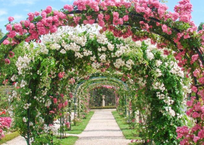 Плетиста троянда: секрети вирощування, догляду та натхнення для садівників