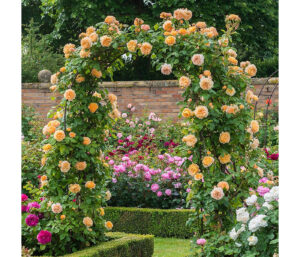 Плетиста троянда в оформленні альтанки та арки