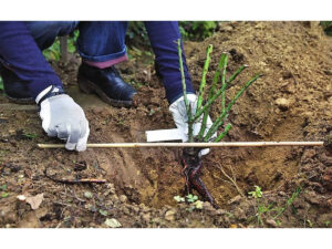 Обрізка плетистої троянди для формування гарної крони