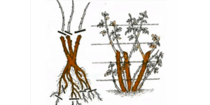 Догляд за плетистими трояндами