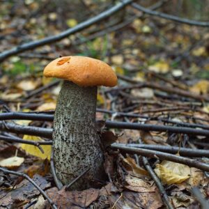 Кілька видів грибів поряд на листі, серед них можливо отруйні — натякає на природний мікс їстівного й небезпечного