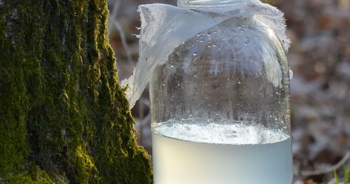 Берёзовый сок: польза, традиции и современное применение